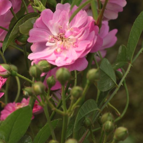 Rosa Kodály Zoltán - lila - fehér - Apróvirágú - magastörzsű rózsafa- bokros koronaforma